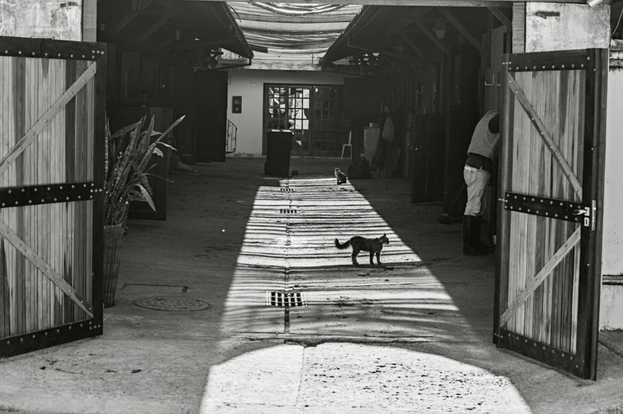 Bastidores do Jockey Club da Gávea. Foto: Christian Odevall